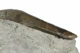Large, Allosaurus Tooth In Sandstone - Colorado #173073-3